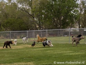 hondenspeelplek