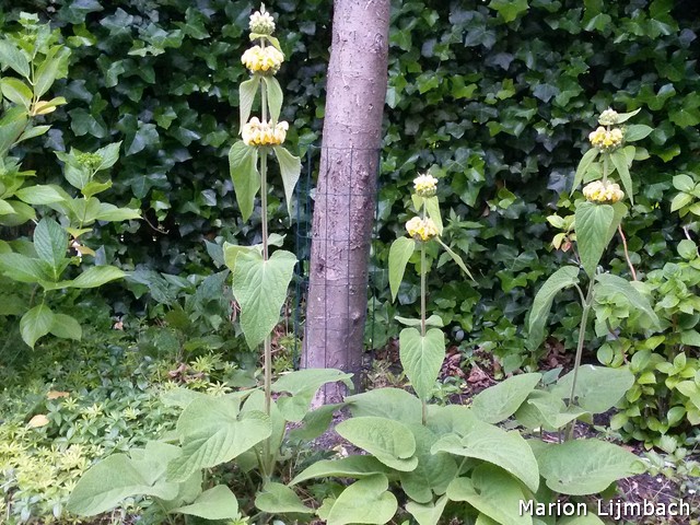 phlomis 