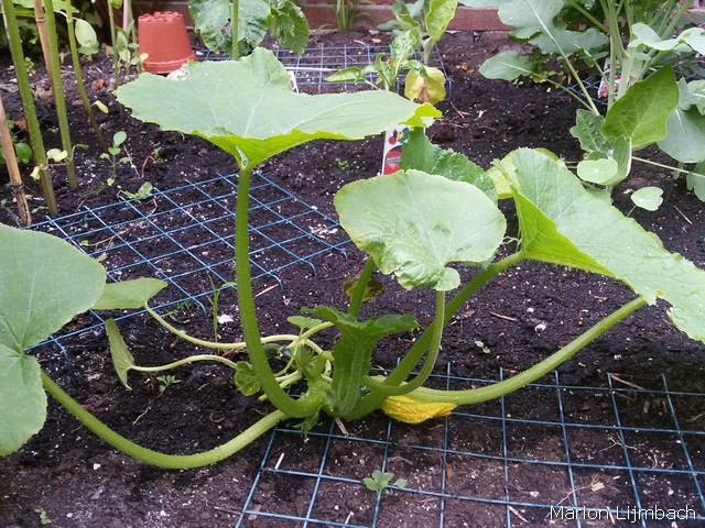 courgette