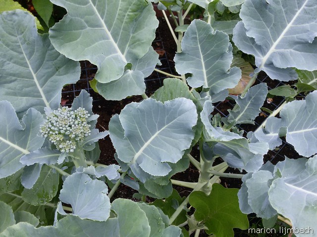 De eerste broccoli?