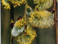 Salix-caprea-Pendula-blossom