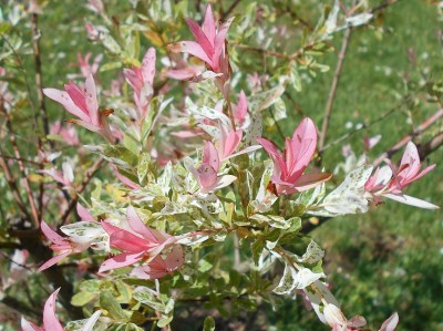 Salix_integra_Hakuro-nishiki_2015-06-16_001